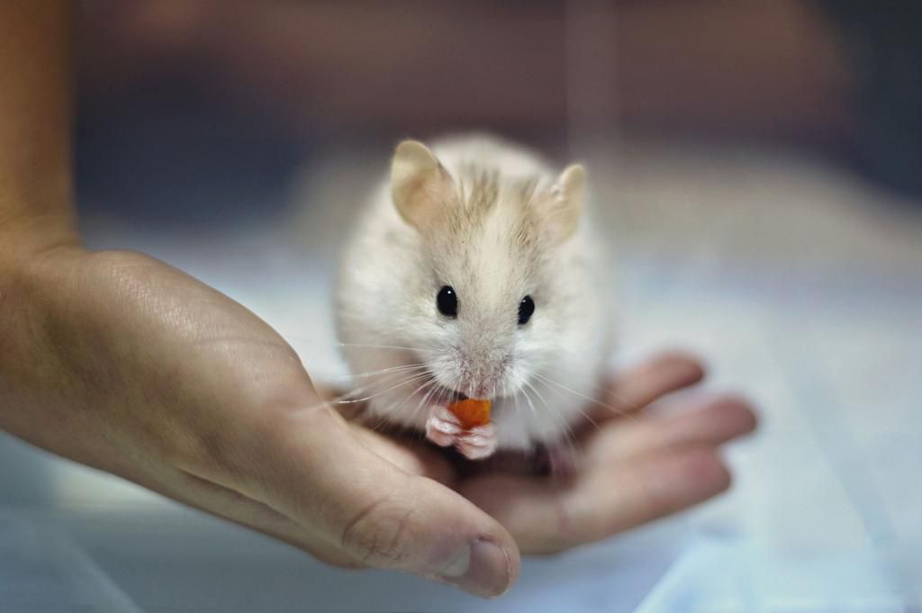 Little white hamster eating carrot in a child's hand