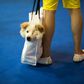 A man carries his dog in a shopping bag at a pet fair in Shanghai. China is home to a growing population of pet owners, with pet-related spending in China reaching nearly $24 billion in 2018
