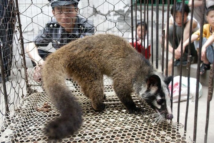 A policeman watching over a civet captured by a farmer in Wuhan, in central China's Hubei province