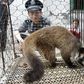 A policeman watching over a civet captured by a farmer in Wuhan, in central China's Hubei province