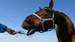 "A stranger stroked my horse, could he have infected it?" one caller asked France's police emergency line