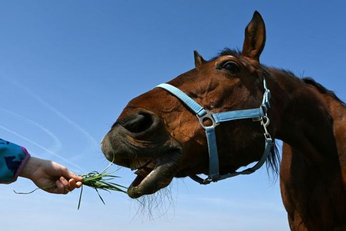 "A stranger stroked my horse, could he have infected it?" one caller asked France's police emergency line