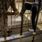 Confined: A guard locks ankle chains on a prisoner at Johannesburg's Sun City Prison
