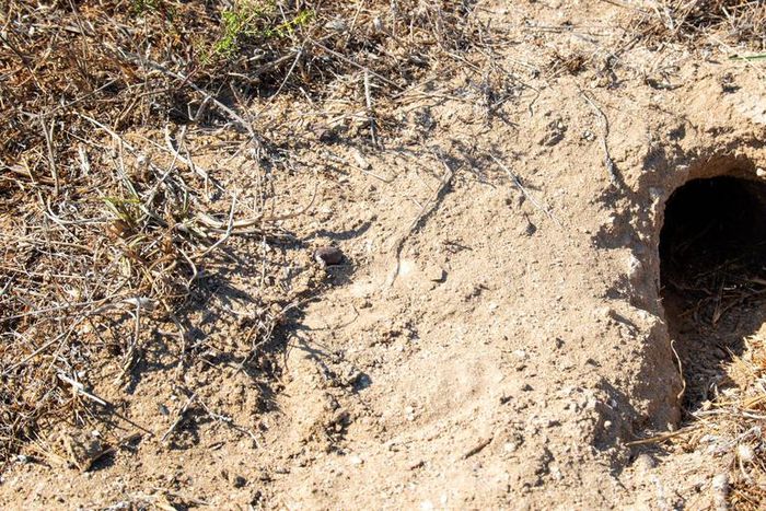 Dr. Pimple Popper Pops Blackhead-Covered Back