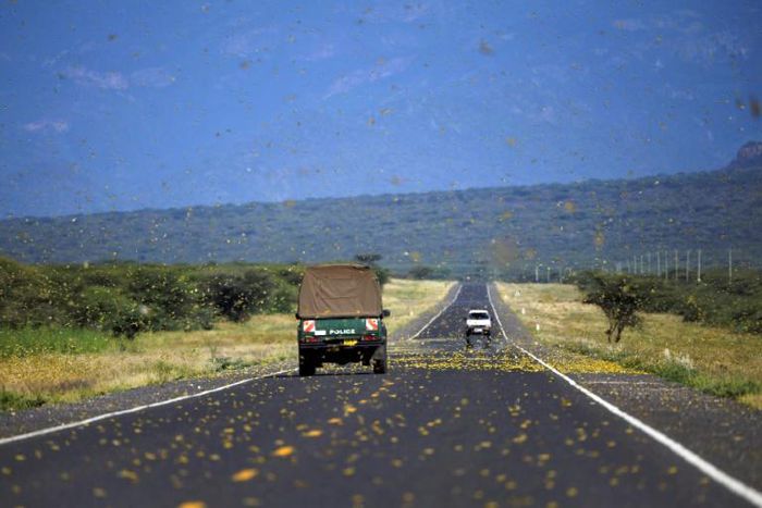 Locusts swarms, seen here in Kenya, have triggered UN concern