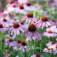 The 20 Best Perennials To Add Some Life And Color To Your Home Garden