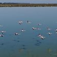 The coronavirus lockdown has brought a welcome reprieve for Albania's flamingoes 