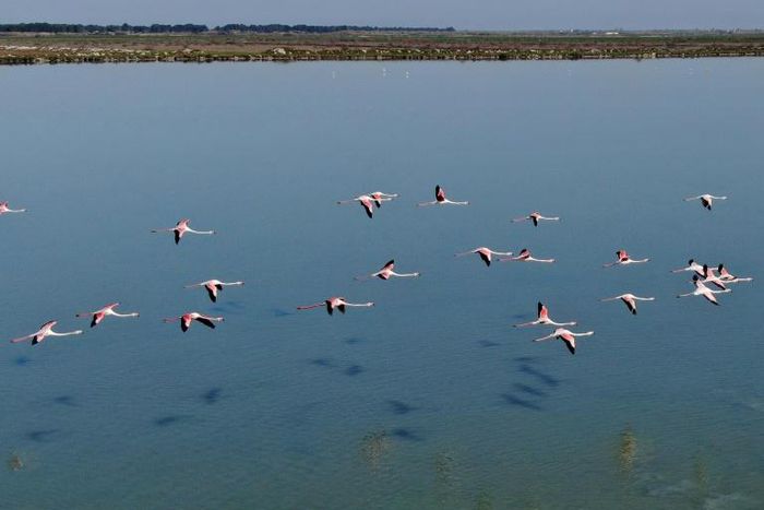 The coronavirus lockdown has brought a welcome reprieve for Albania's flamingoes 