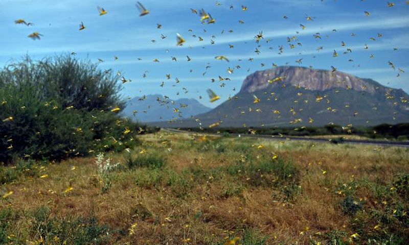 The massive swarms entered Kenya in December