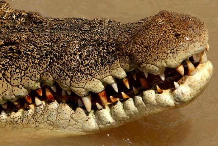 Saltwater crocodiles, common in northern Australia, can grow up to seven metres long and weigh more than a tonne