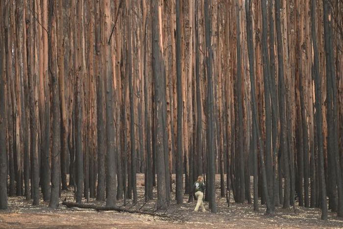 At least 33 people have died and vast swathes of the country have been burned since September