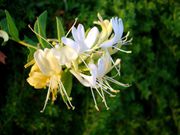 The 10 Best Edible Flowers To Decorate Your Food, According To A Nutritionist