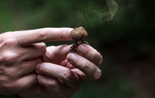 The Truth About Mushroom Supplements