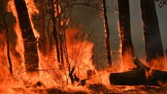 Devastating bushfires have razed more than a million hectares along Australia's seaboard