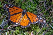 Meet the scientist who’s been counting California butterflies for 47 years