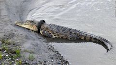 Brave man or woman needed to remove a tire from this crocodile’s neck for an undisclosed reward