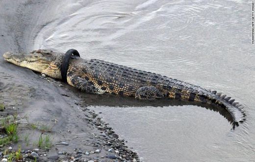 Brave man or woman needed to remove a tire from this crocodile’s neck for an undisclosed reward