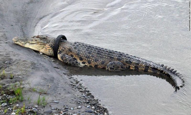 Brave man or woman needed to remove a tire from this crocodile’s neck for an undisclosed reward