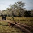 The Gorongosa National Park has seen wildlife return after Mozambique's civil war