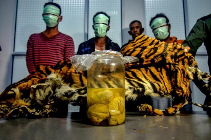 The suspected poachers may have been planning to sell the tiger skin to a foreign collector, authorities said