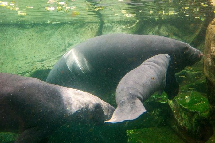 Manatees, seen here in captivity in France, are often hunted in the poor Niger Delta region