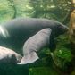 Manatees, seen here in captivity in France, are often hunted in the poor Niger Delta region
