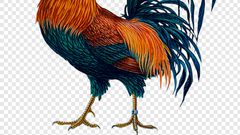 Angry man beats up wife for killing Christmas chicken to prepare soup before the D-day