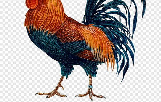 Angry man beats up wife for killing Christmas chicken to prepare soup before the D-day