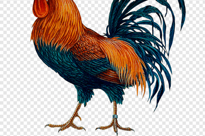 Angry man beats up wife for killing Christmas chicken to prepare soup before the D-day