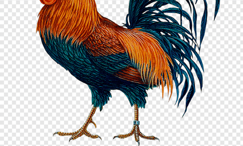 Angry man beats up wife for killing Christmas chicken to prepare soup before the D-day