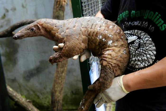 Even though their scales have been scientifically proven to be medicinally useless, the pangolin has become the world's most trafficked animal