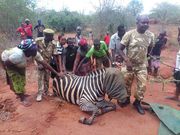 Zebra gives birth to Zonkey after mating with a donkey (photos)