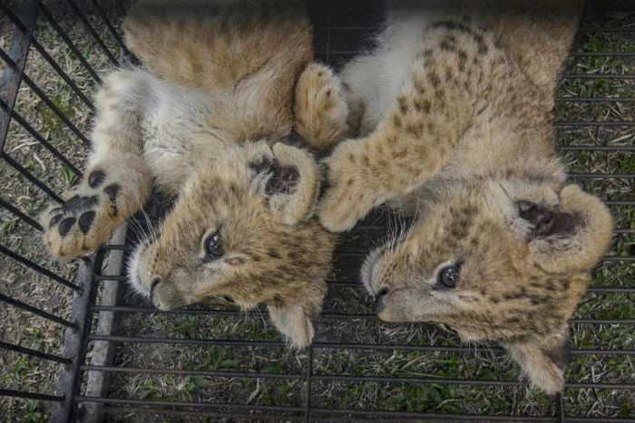 Two lion cubs were rescued by police from illegal wildlife traffickers in Pekanbaru in Indonesia's Riau province