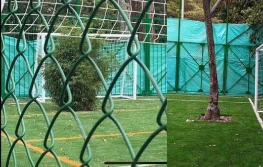 New football pitch has two living trees as goalkeepers, court order says nobody should touch them (video)