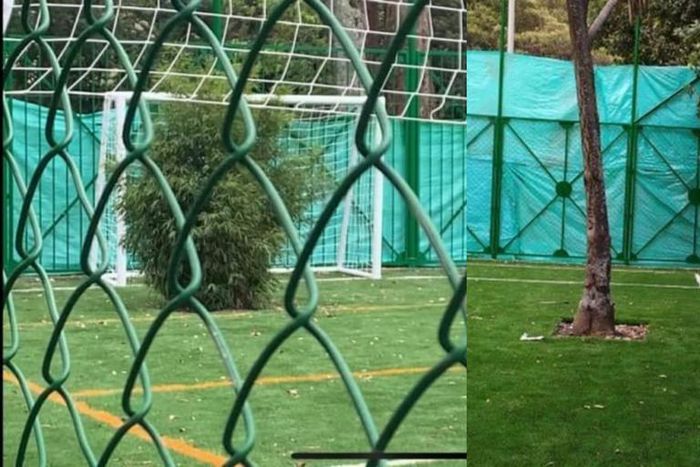 New football pitch has two living trees as goalkeepers, court order says nobody should touch them (video)