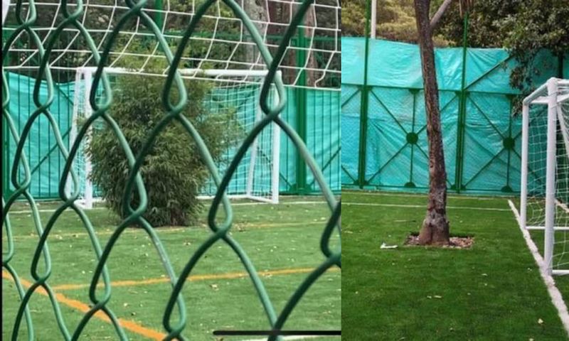 New football pitch has two living trees as goalkeepers, court order says nobody should touch them (video)