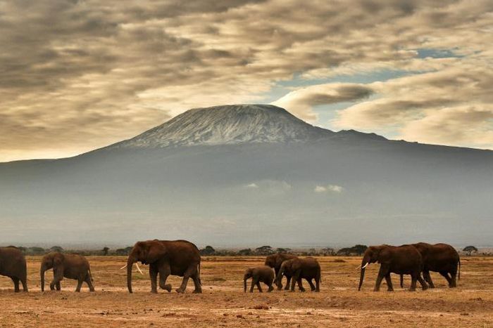 Final resting place: Amboseli National Park in southeastern Kenya