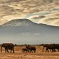 Final resting place: Amboseli National Park in southeastern Kenya