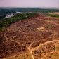 A handout picture released by the Communication Department of the State of Mato Grosso shows deforestation in the Amazon basin in the municipality of Colniza, Mato Grosso state, Brazil, on August 29, 2019