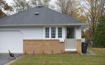 New Pecking Order: Wild Turkeys Take Over a Town Before You-Know-When