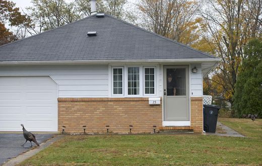 New Pecking Order: Wild Turkeys Take Over a Town Before You-Know-When