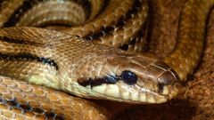 What Does New Coronavirus Have To Do With Snakes?