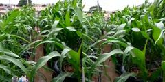 How “God’s direction” to a Ghanaian pastor to convert the roof of his house into farmland  works perfectly (video)