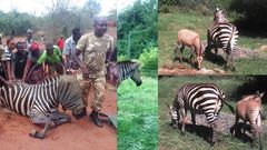 Zebra gives birth to Zonkey after mating with a donkey (photos)