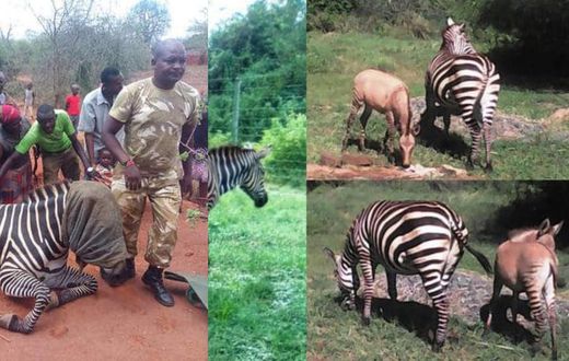 Zebra gives birth to Zonkey after mating with a donkey (photos)