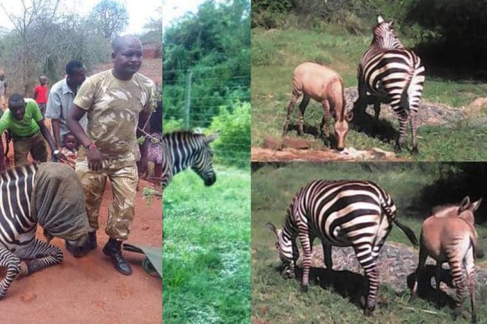Zebra gives birth to Zonkey after mating with a donkey (photos)