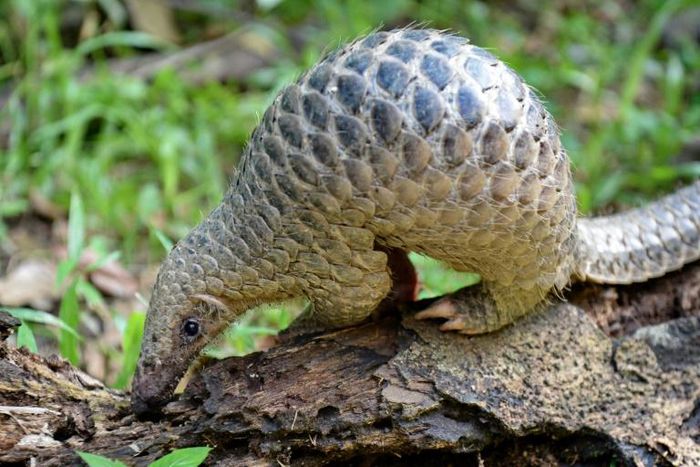 Pangolins are critically endangered and have long been protected, but they are sold in the markets of the capital Libreville and their meat is popular