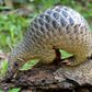 Pangolins are critically endangered and have long been protected, but they are sold in the markets of the capital Libreville and their meat is popular