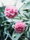 The 10 Best Edible Flowers To Decorate Your Food, According To A Nutritionist