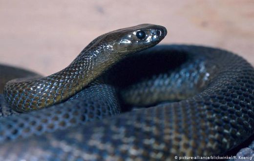 Snake